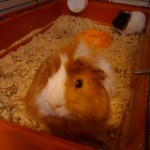 Mordi y Kapi